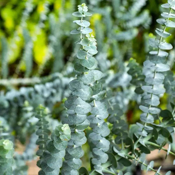 Eucalyptus - Black Tai Salt Co.